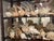 1900-1909 Great Seaworld Sea Shells Specimens Collection in Chinese Chinoiserie Rosewood Carved Vitrine For Sale - Image 9 of 14