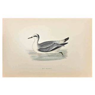 Alexander Francis Lydon, Grey Phalarope, Woodcut Print, 1870 For Sale