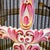Large French Rococo Hand-Painted Porcelain Bird Cage With Original Floral Tray & Bird For Sale - Image 11 of 17