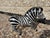 Ceramic 1960s Italian Glazed Terracotta Zebra Sculpture For Sale - Image 7 of 12