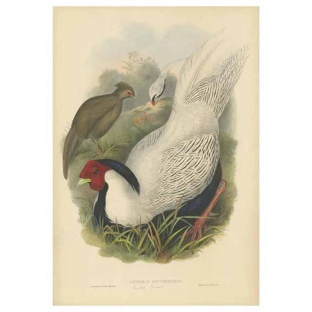 Antique bird print titled 'Gennaeus Nycthemerus'. Original lithograph of the silver pheasant. This print originates from...