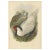 Antique bird print titled 'Gennaeus Nycthemerus'. Original lithograph of the silver pheasant. This print originates from...