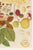 Asian Tropical Fruit Botanical Plate 1, Giclée Art Print, 36" X 54" For Sale In Buffalo - Image 6 of 9