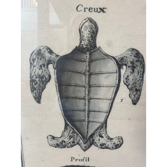 Wood Oversized 18th Century French Copperplate Engraving of Sea Turtle – Natural History Plate For Sale - Image 7 of 9
