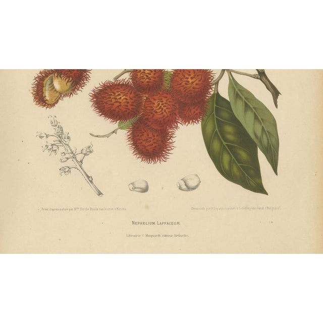Paper Berthe Hoola van Nooten, Rambutan, 1880, Chromolithograph For Sale - Image 7 of 9