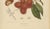 Paper Berthe Hoola van Nooten, Rambutan, 1880, Chromolithograph For Sale - Image 7 of 9
