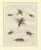 Antique Crickets and Mole Cricket Engraving by Bertuch, 1807 For Sale - Image 3 of 9