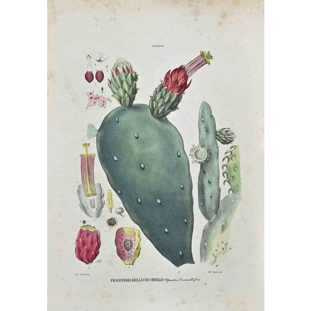 Lithograph hand watercolored. Plate from "Atlante di Botanica popolare ossia Illustrazione di Piante Notevoli di ogni...