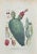 Lithograph hand watercolored. Plate from "Atlante di Botanica popolare ossia Illustrazione di Piante Notevoli di ogni...