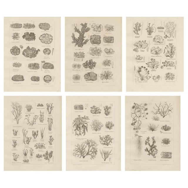 Otto Müller & G. Pabst, Botanical Prints, Germany, 1874, Lithographs on Paper, Set of 6 For Sale - Image 14 of 14