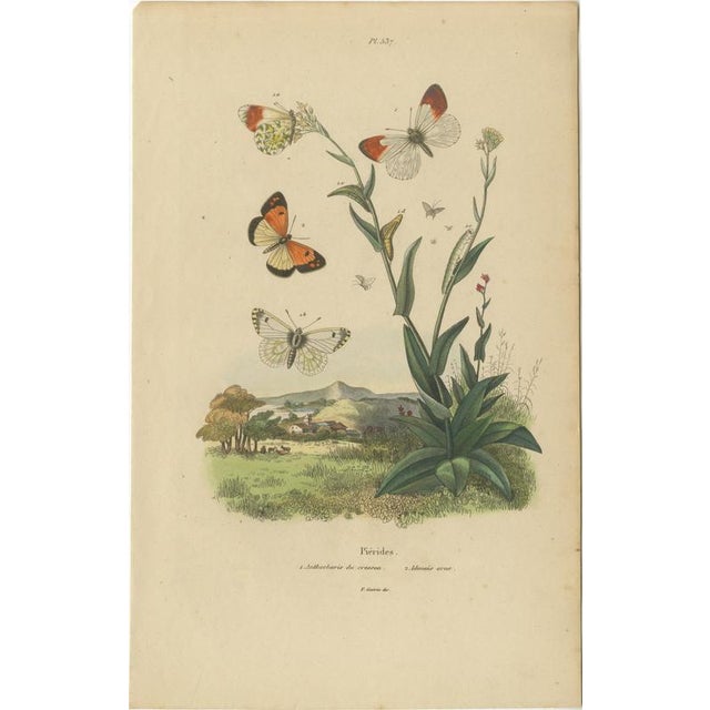 E. Guérin, Butterfly and Moth, 1835, Engraving, Set of 2 For Sale - Image 4 of 13