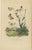 E. Guérin, Butterfly and Moth, 1835, Engraving, Set of 2 For Sale - Image 4 of 13