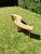 Vintage Benches from Pierre Chapo, 1973, Set of 2 For Sale - Image 8 of 18