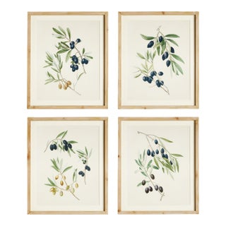 Olive Stems Study, Set Of 4 For Sale