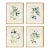 Olive Stems Study, Set Of 4 For Sale