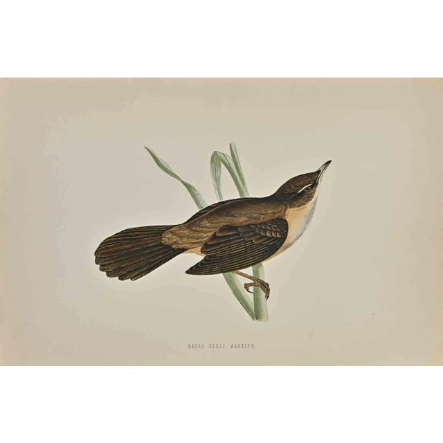 Great Sedge Warbler is a modern artwork realized in 1870 by the British artist Alexander Francis Lydon (1836-1917) ....