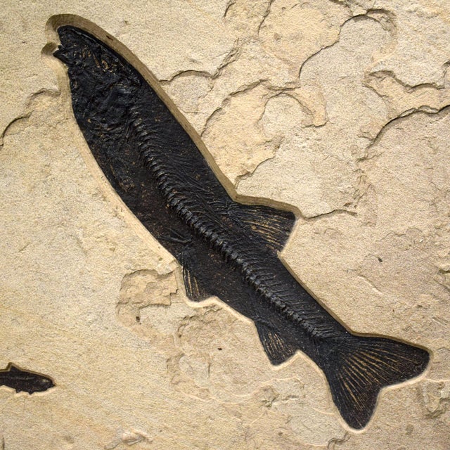 Contemporary 50 Million Year Old Fossil Fish Mural For Sale - Image 3 of 5