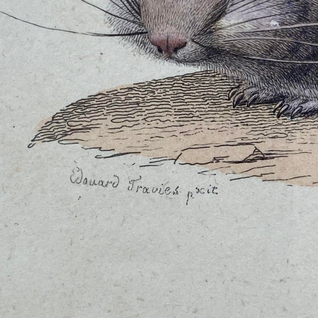 French Antique 18th Century "Le Chinchilla" Chinchilla Engraving Hand Colored Signed Artwork For Sale In Portland, ME - Image 6 of 7