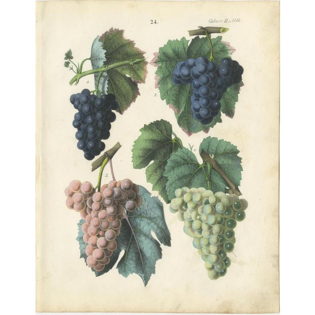 Black Dr. Calwer, Wine and Table Grapes, 1854, Chromolithographs on Paper, Set of 6 For Sale - Image 8 of 10