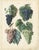 Black Dr. Calwer, Wine and Table Grapes, 1854, Chromolithographs on Paper, Set of 6 For Sale - Image 8 of 10
