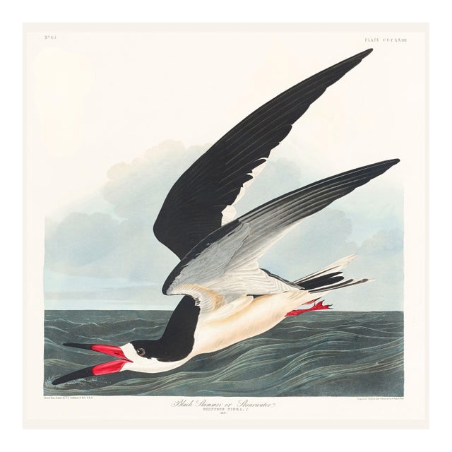 Black Skimmer, Vintage Art Print Reproduction From Birds of America by John James Audubon, 24" X 24" For Sale