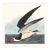 Black Skimmer, Vintage Art Print Reproduction From Birds of America by John James Audubon, 24" X 24" For Sale