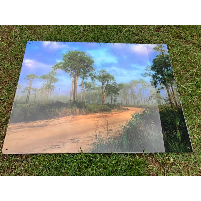 Old Florida; Highlands Hammock Park, Sebring Florida Photo Print, Pines and Palmetto. Four by Three Feet in Plastic For Sale - Image 10 of 18