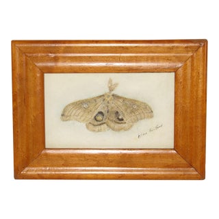 1920s "Moth" Pastel Drawing, Framed For Sale