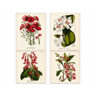 Antique Louis Van Houtte Botanical Lithographs, C. 1850 – Hand-Colored Plates, Coordinated Color Grouping (Group B) - Set of 4 For Sale