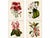 Antique Louis Van Houtte Botanical Lithographs, C. 1850 – Hand-Colored Plates, Coordinated Color Grouping (Group B) - Set of 4 For Sale