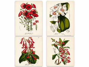Antique Louis Van Houtte Botanical Lithographs, C. 1850 – Hand-Colored Plates, Coordinated Color Grouping (Group B) - Set of 4