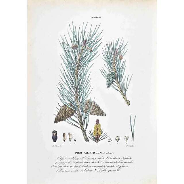 Lithograph hand watercolored. Belongs to the Series "Atlante di Botanica popolare ossia Illustrazione di Piante Notevoli...