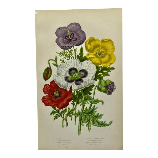 Antique W. Dickes & Co. Botanical Print From England Showcasing Red, White, Yellow & Purple Varieties of Poppy Flowers - Circa 1870 For Sale