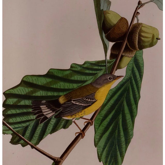 Early 19th Century Swainson's Warbler: A Framed Original Hand-Colored Audubon Folio Bird Engraving, 1828 For Sale - Image 5 of 7