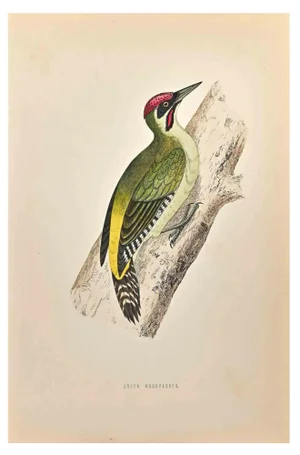 Alexander Francis Lydon, Green Woodpecker, Woodcut Print, 1870