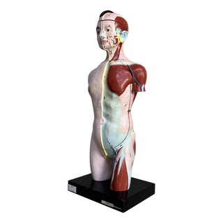 Japanese Anatomical Model Nakamura, 1970s For Sale