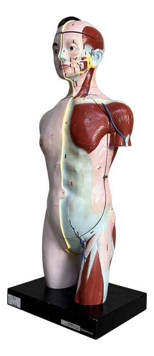 Japanese Anatomical Model Nakamura, 1970s