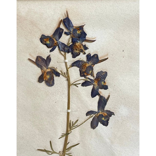 Late 19th Century Antique Swedish Herbarium - Delphinium, Circa Late 19th Century For Sale - Image 5 of 8