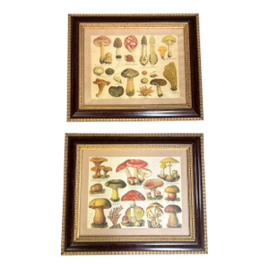 1970’s Original Two Labeled Mushroom Prints - Set of Two