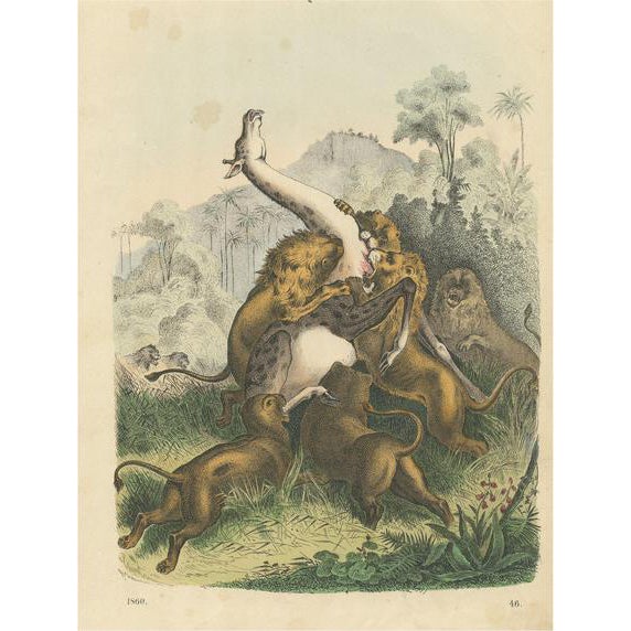Lions Attacking a Giraffe, Paper For Sale