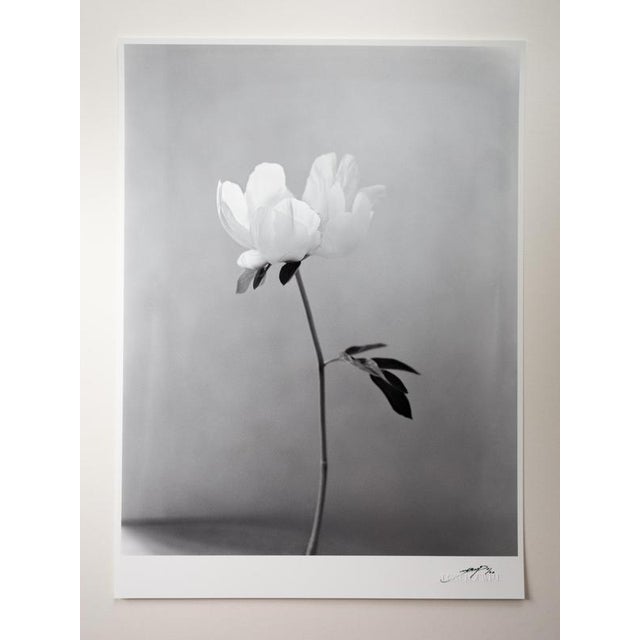 Peony’ photographed in London, United Kingdom 2022. It is a still life black and white film photograph, made with a large...