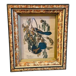 Vintage Bird Print, Framed For Sale