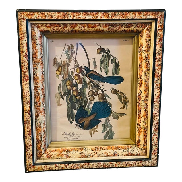 Vintage Bird Print, Framed For Sale