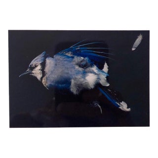 Brenda Zlamany, Birds, Cibachrome Photograph Print, Signed Conceptual Art For Sale