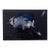 Brenda Zlamany, Birds, Cibachrome Photograph Print, Signed Conceptual Art For Sale
