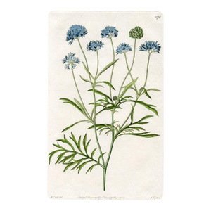 1828, Blue Thimble Flower Botanical Print, the Botanical Register, Original Antique Botanical Print, Engraving, Hand Colored, England