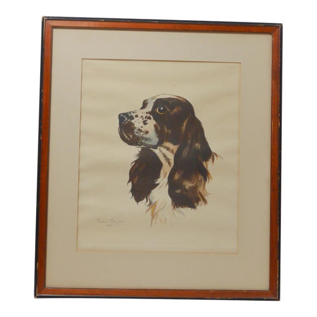 Springer Spaniel Art Limited Edition Chromolithograph Richard Thompson (1914-1991) For Sale