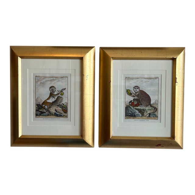 Pair of Antique Hand Colored French Monkey Engravings Reproduction For Sale