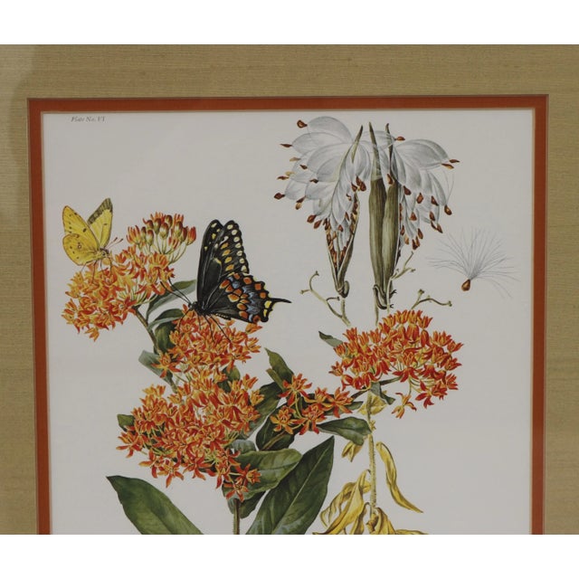 Traditional 1970 Framed Under Glass Botanical Print Butterfly Weed For Sale - Image 3 of 11