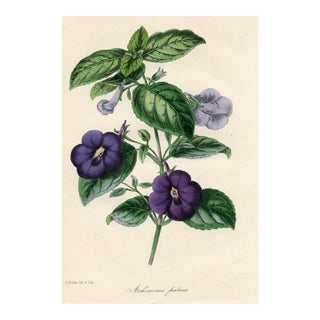 1847, Achimenes Botanical Print From Joseph Paxton, Original Antique Botanical Print, Lithograph, Hand-Colored, England For Sale